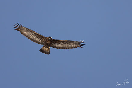 Photo de rayons du soleil à travers la brume