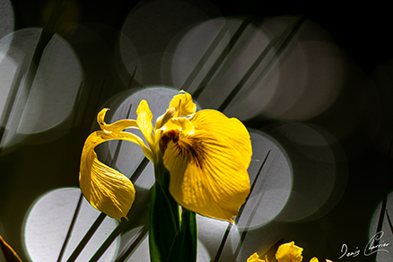 Photo de fleur blanche