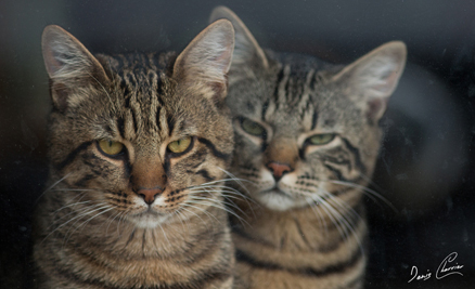 Photo de chats