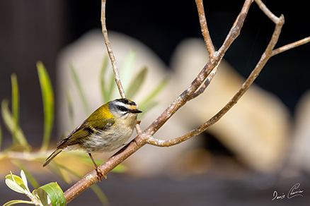 Photo de fleurs blanches