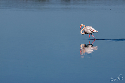 Photo d'oiseau blanc