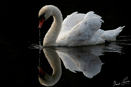 Photo de héron cendré