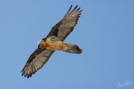 Photo de rayons du soleil à travers la brume