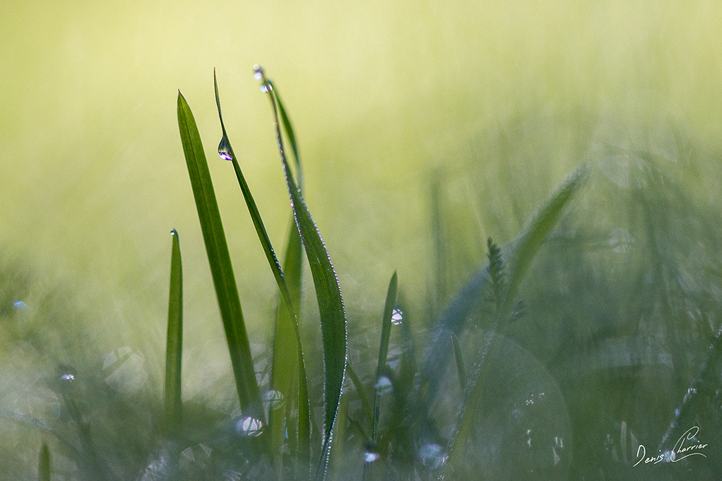 Brin d'herbe couvert de rosée dans une amabiance brumeuse