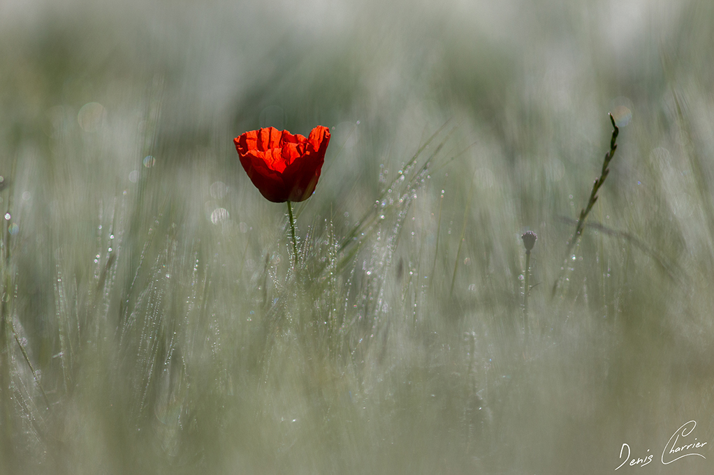 Fleur de coquelicot dans un champ de blé