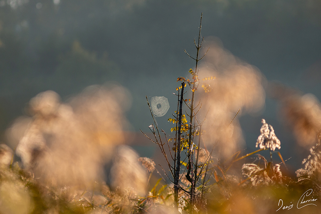 Toile d'araignée recouverte de rosée