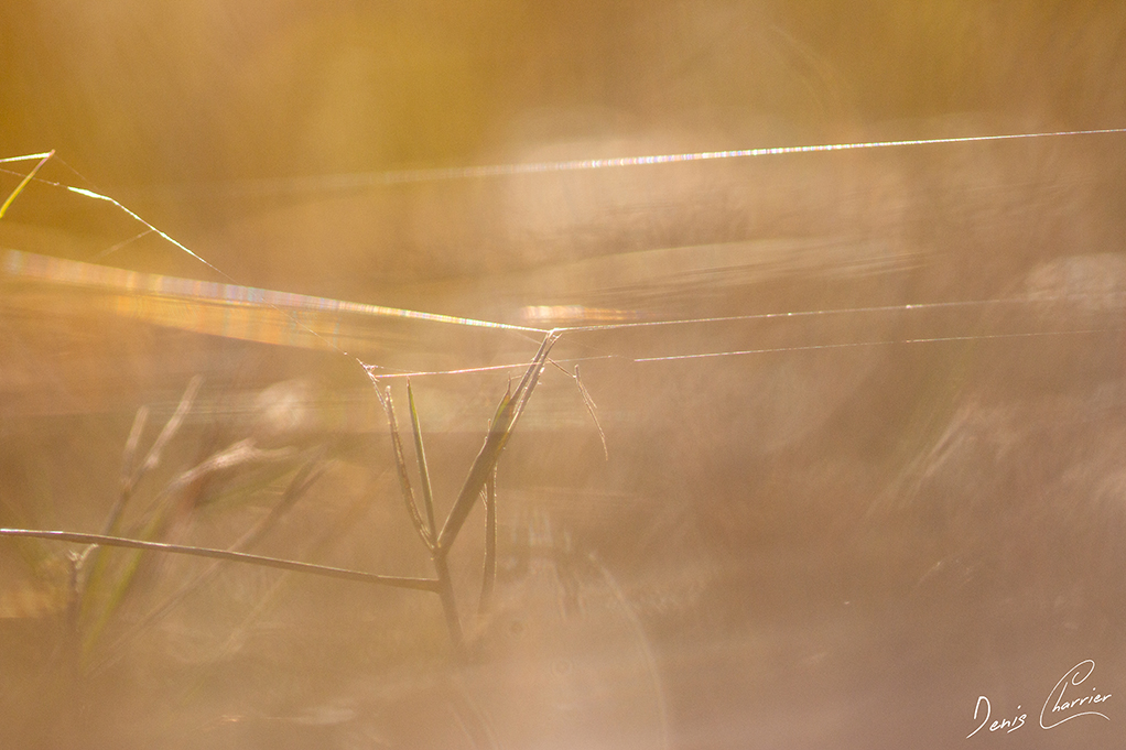 Reflet de lumière sur un fil d'araignée
