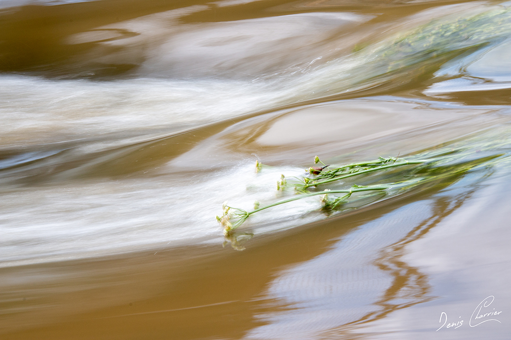 Fleur d'immortelle dans le courant d'une rivière