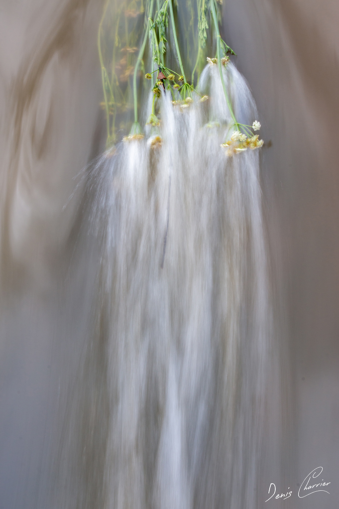 Fleur d'immortelle dans le courant d'une rivière