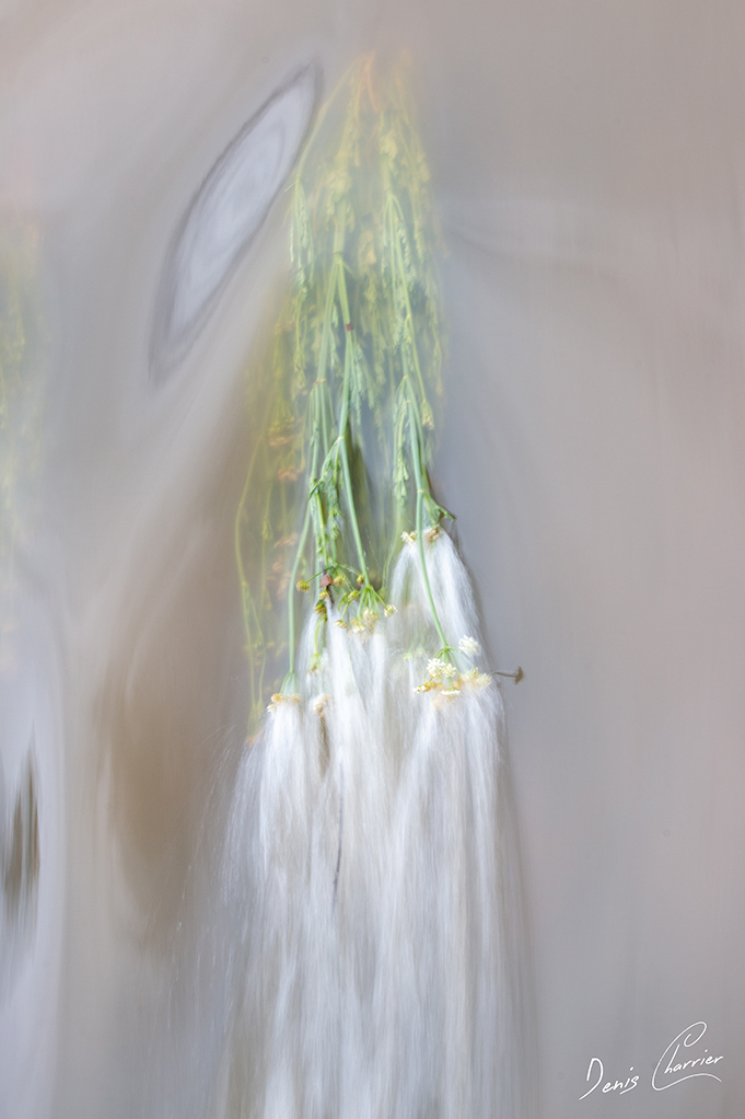 Fleur d'immortelle dans le courant d'une rivière