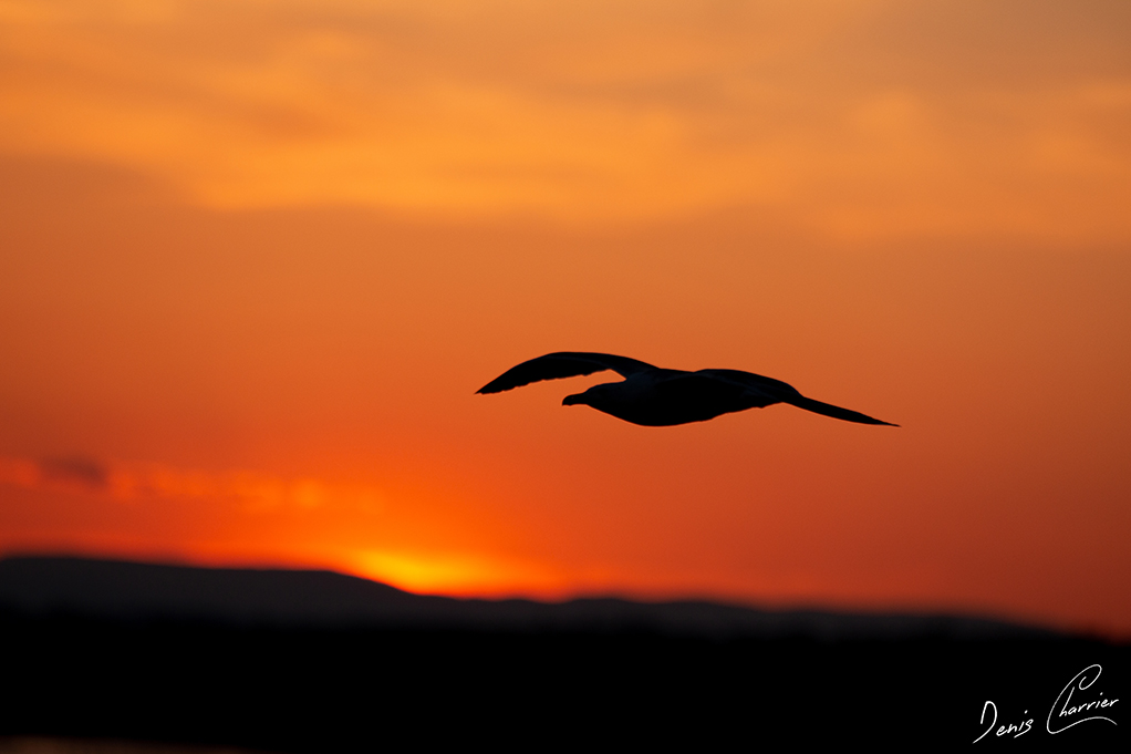 Goeland et coucher de soleil