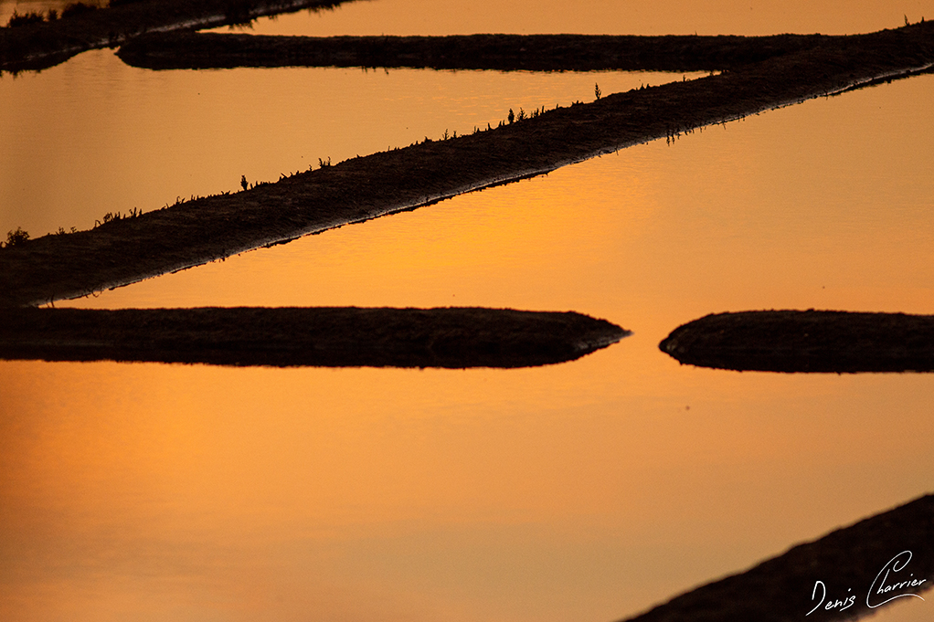 Reflet du lever du soleil dans un marais salant