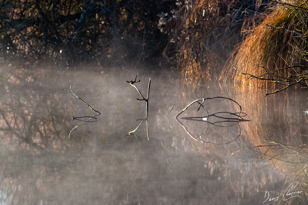 Rivière l'Essonne baignée de brume matinale