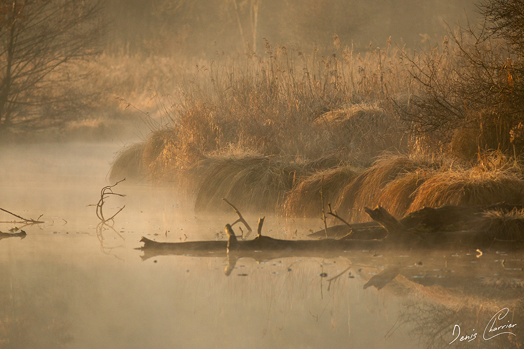 Rivière l'Essonne baignée de brume matinale