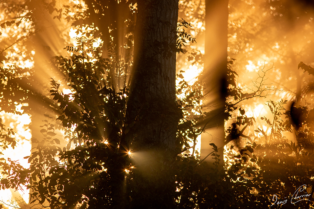 Rayon du soleil à travers les branches et la brume