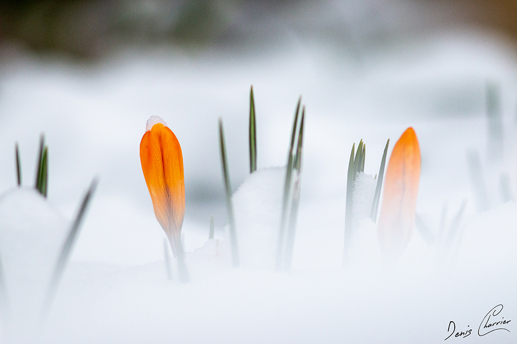 Fleur de crocus émergeant de la neige