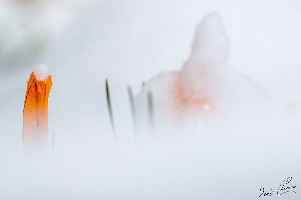 Soleil derrière la brume en montagne