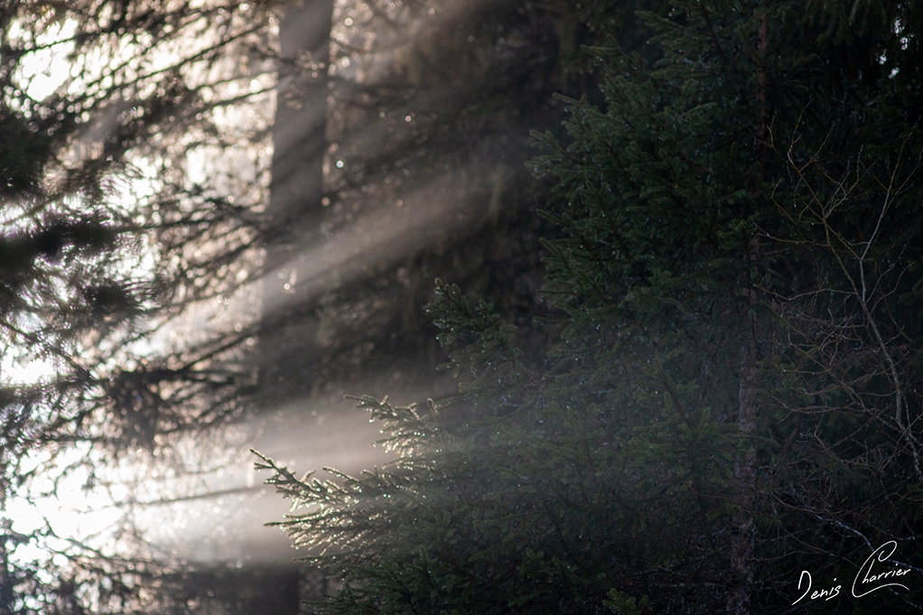 Rayon du soleil à travers les branches et la brume