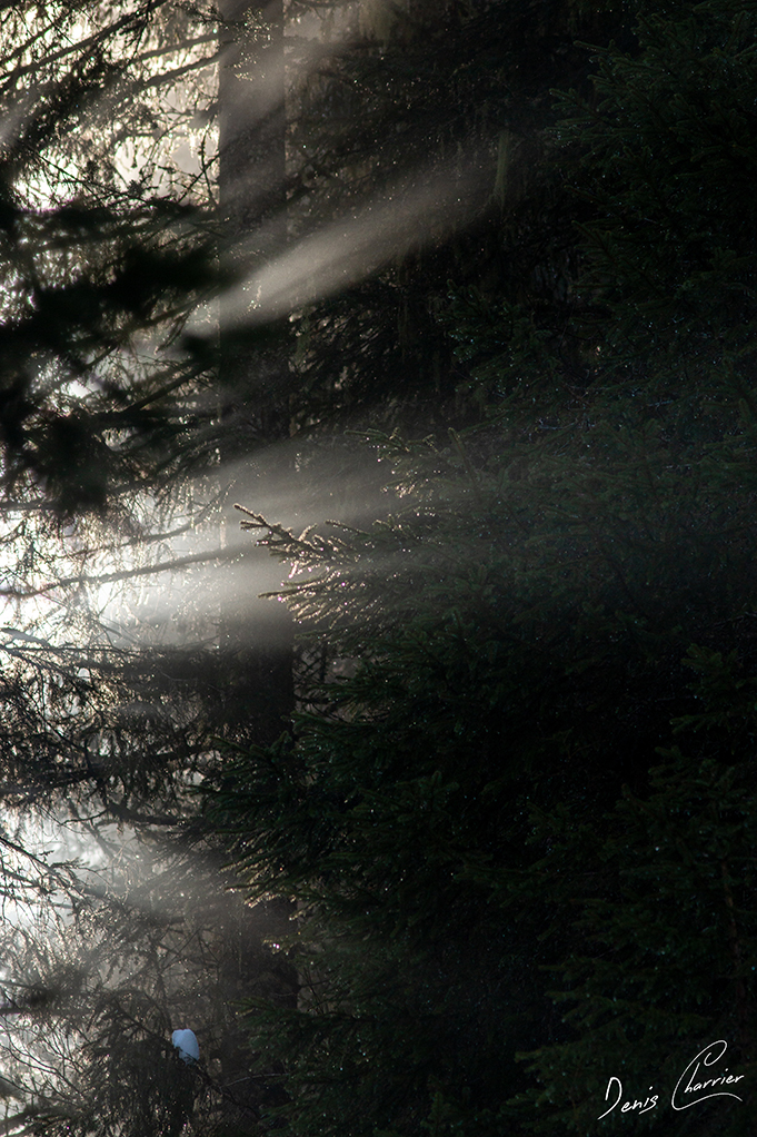 Rayon du soleil à travers les branches et la brume