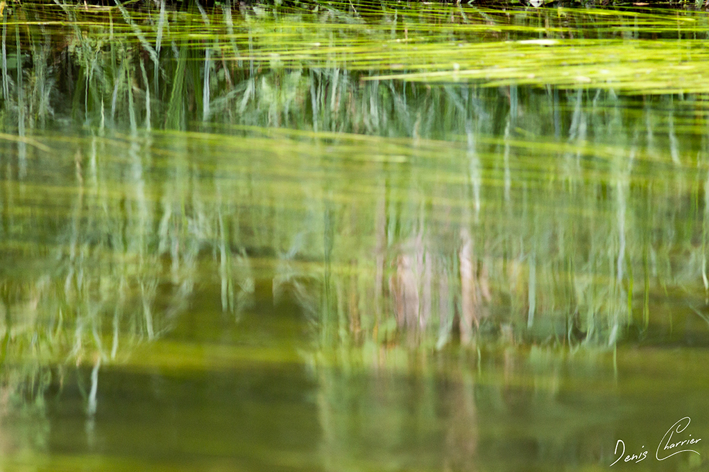 Reflets de grandes herbes dans une rivière