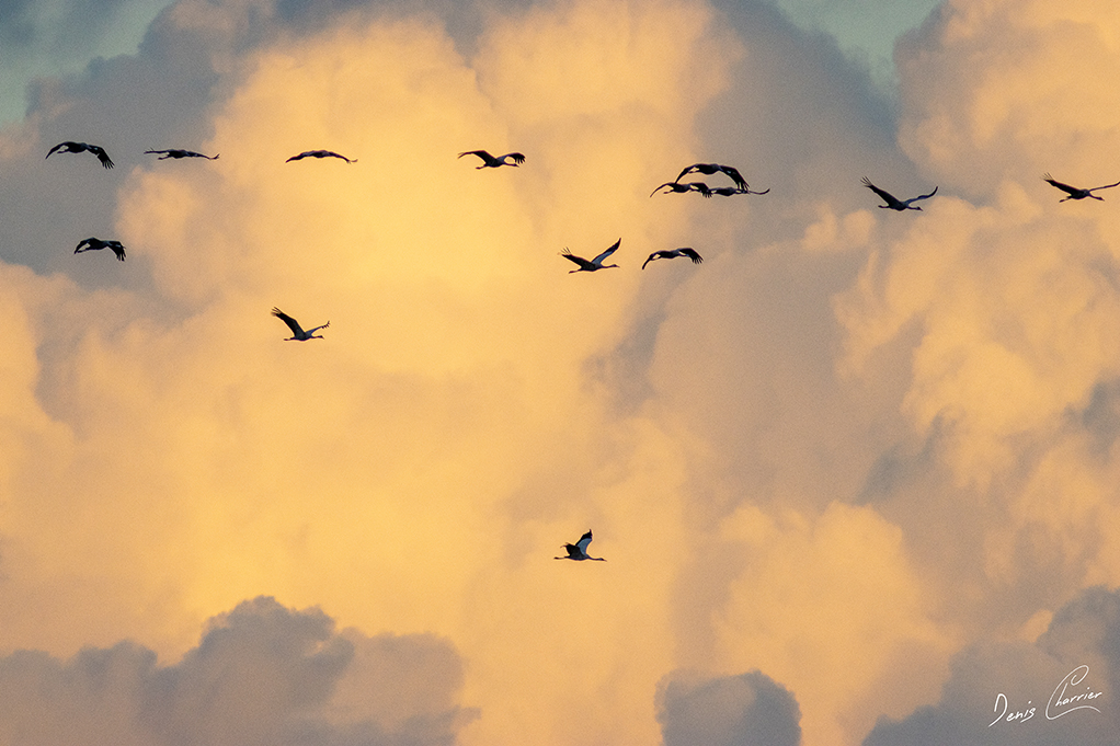 Vol en formation de grues cendrées avec fond de nuages orange