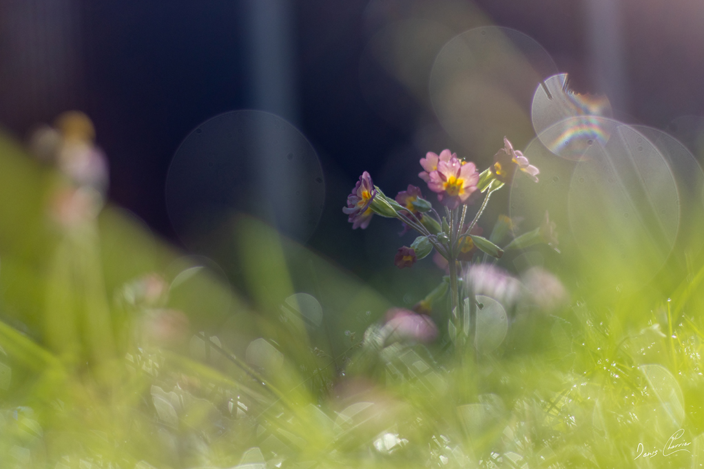Primevère sauvage recouverte de rosée
