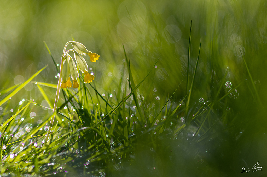 Primevère sauvage recouverte de rosée