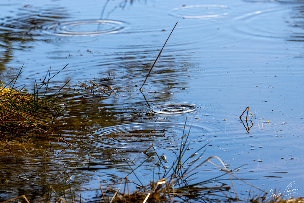 Goutte d'eau dessinant des cercles rn tombant dans une marre