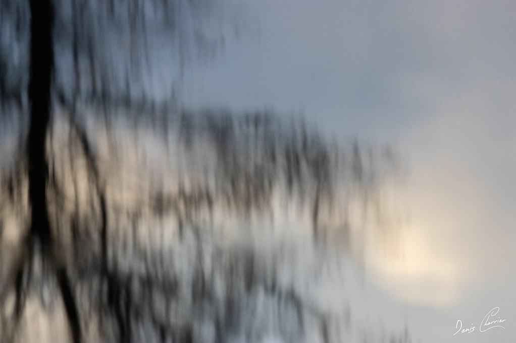 Reflets d'arbres dans la rivière Essonne