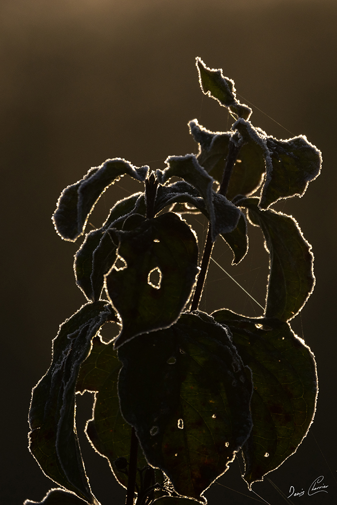 Slihouette de feuilles givrées sur fond noir