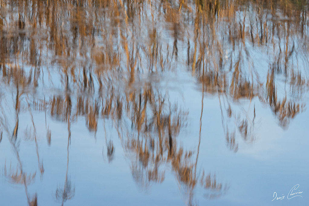 Reflets de roseaux dans la rivière Essonne