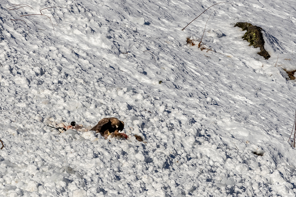 Aigle Royal entrain de se nourrir d'un renard mort dans une coulée d'avalanche dans la Vallée de Champagny-en-Vanoise