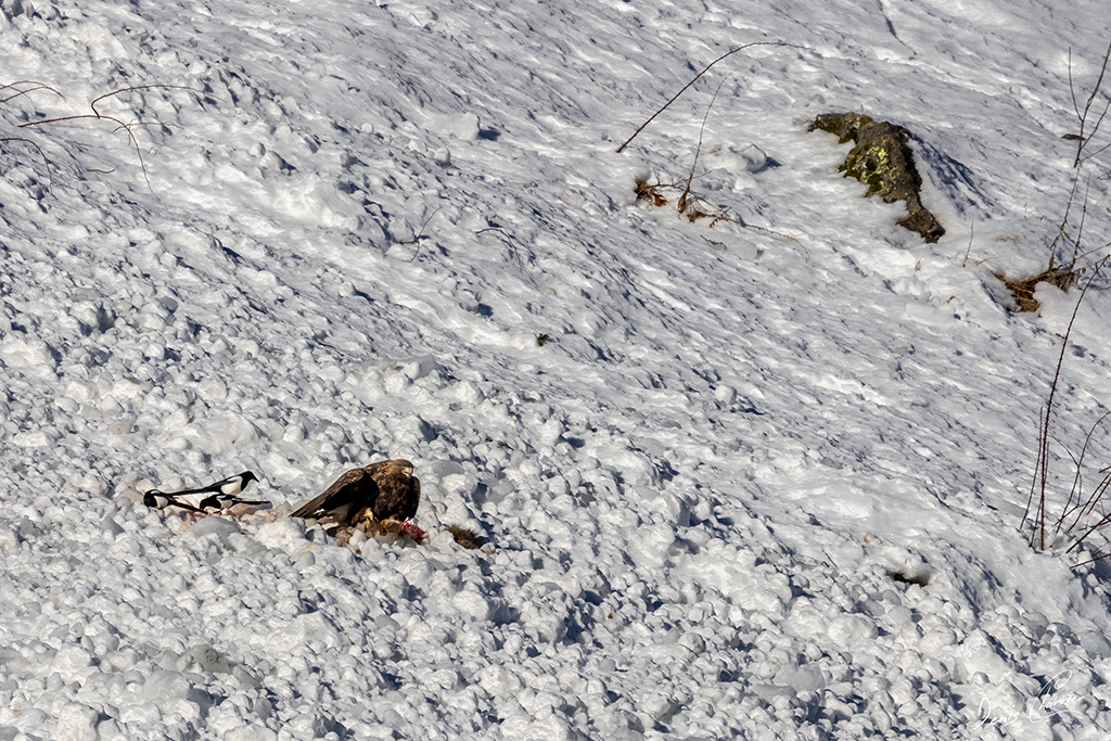 Aigle Royal entrain de se nourrir d'un renard mort dans une coulée d'avalanche dans la Vallée de Champagny-en-Vanoise