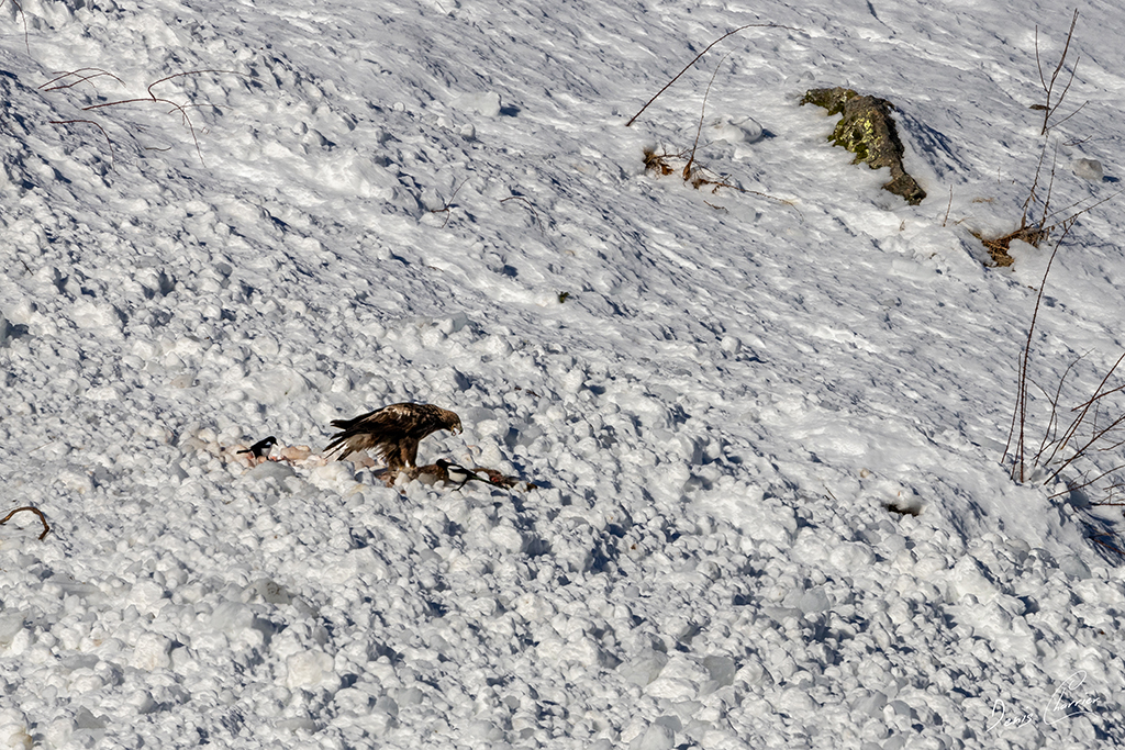 Aigle Royal entrain de se nourrir d'un renard mort dans une coulée d'avalanche dans la Vallée de Champagny-en-Vanoise