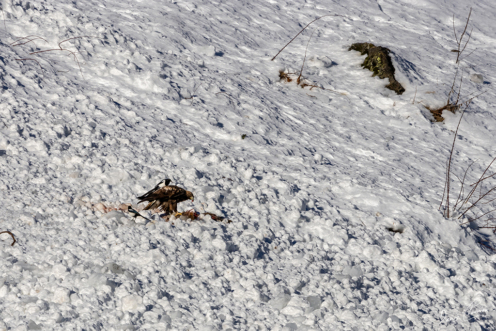 Aigle Royal entrain de se nourrir d'un renard mort dans une coulée d'avalanche dans la Vallée de Champagny-en-Vanoise