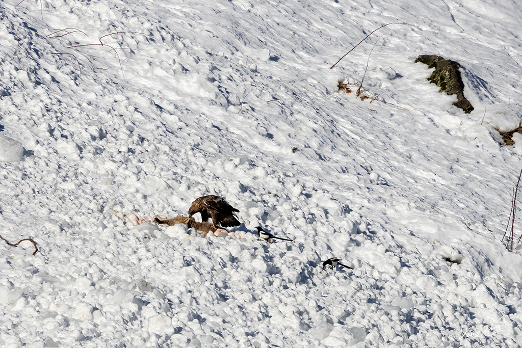 Aigle Royal entrain de se nourrir d'un renard mort dans une coulée d'avalanche dans la Vallée de Champagny-en-Vanoise