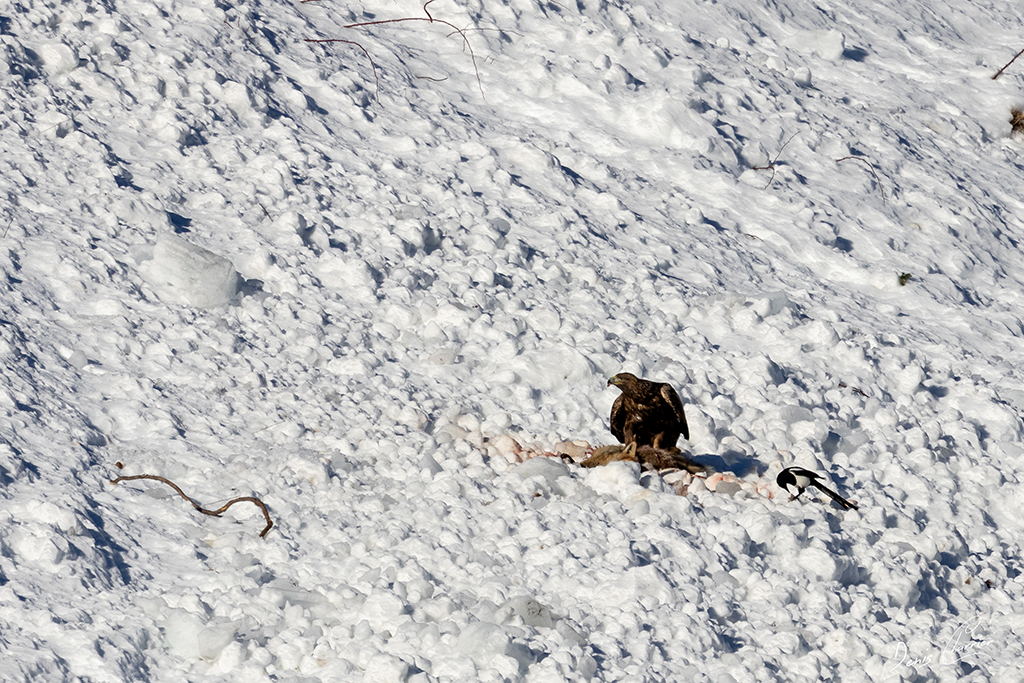 Aigle Royal entrain de se nourrir d'un renard mort dans une coulée d'avalanche dans la Vallée de Champagny-en-Vanoise