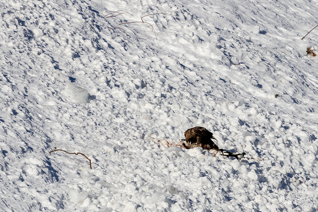 Aigle Royal entrain de se nourrir d'un renard mort dans une coulée d'avalanche dans la Vallée de Champagny-en-Vanoise