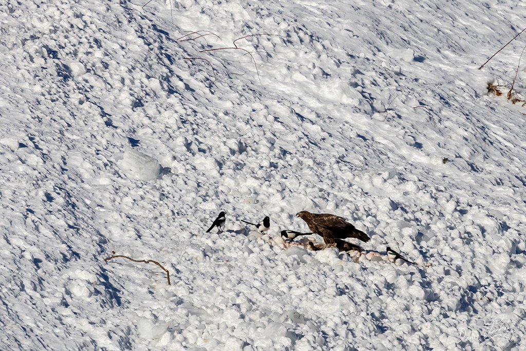 Aigle Royal entrain de se nourrir d'un renard mort dans une coulée d'avalanche dans la Vallée de Champagny-en-Vanoise