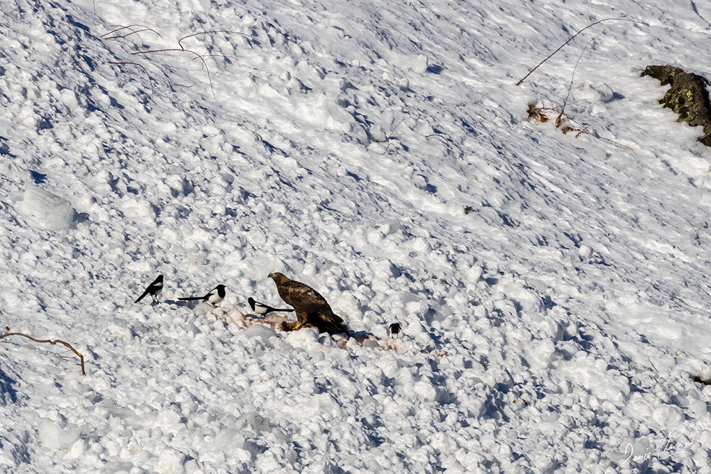 Aigle Royal entrain de se nourrir d'un renard mort dans une coulée d'avalanche dans la Vallée de Champagny-en-Vanoise