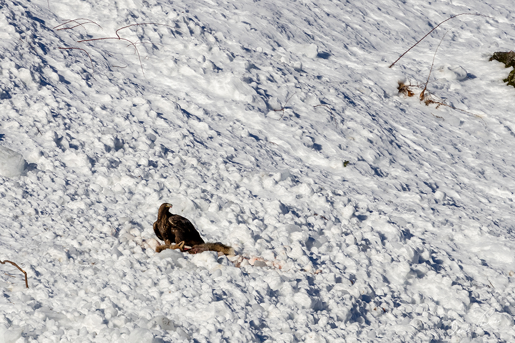 Aigle Royal entrain de se nourrir d'un renard mort dans une coulée d'avalanche dans la Vallée de Champagny-en-Vanoise