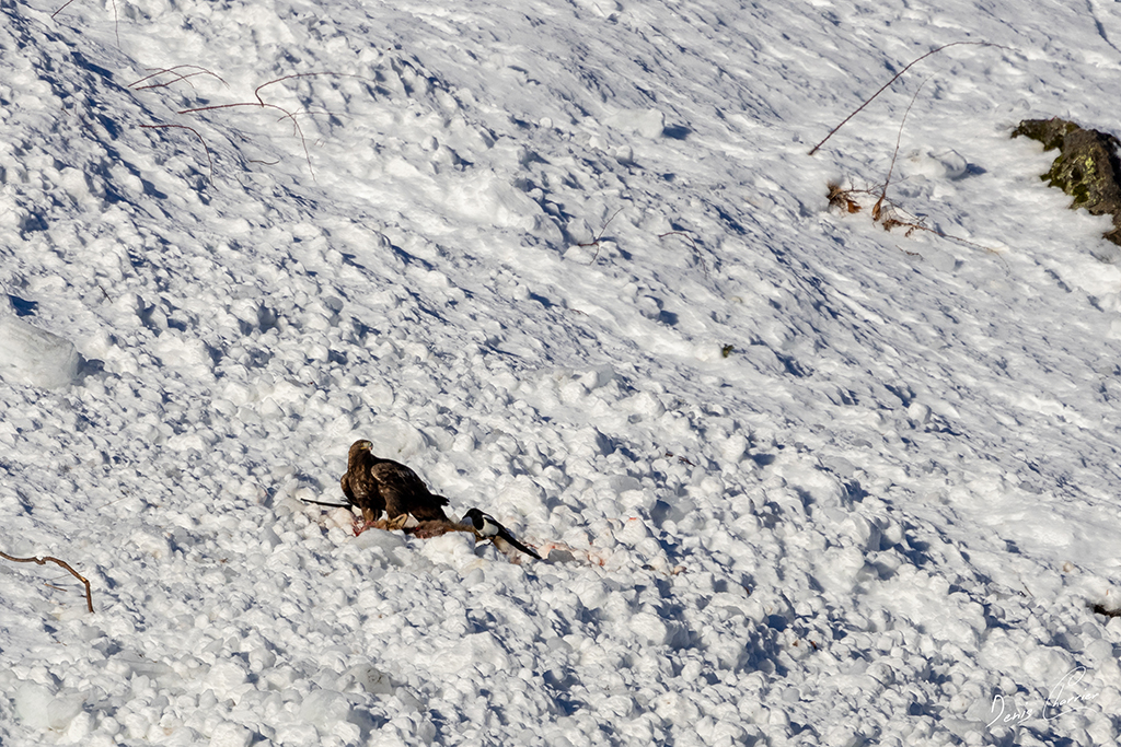 Aigle Royal entrain de se nourrir d'un renard mort dans une coulée d'avalanche dans la Vallée de Champagny-en-Vanoise