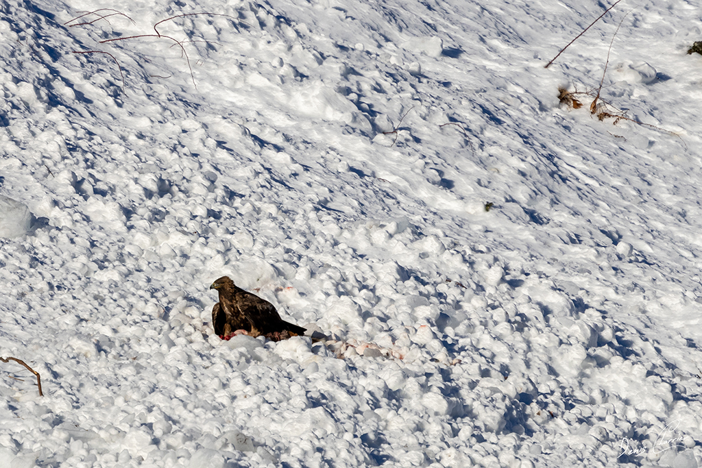 Aigle Royal entrain de se nourrir d'un renard mort dans une coulée d'avalanche dans la Vallée de Champagny-en-Vanoise