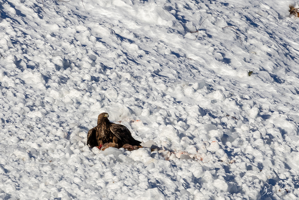 Aigle Royal entrain de se nourrir d'un renard mort dans une coulée d'avalanche dans la Vallée de Champagny-en-Vanoise