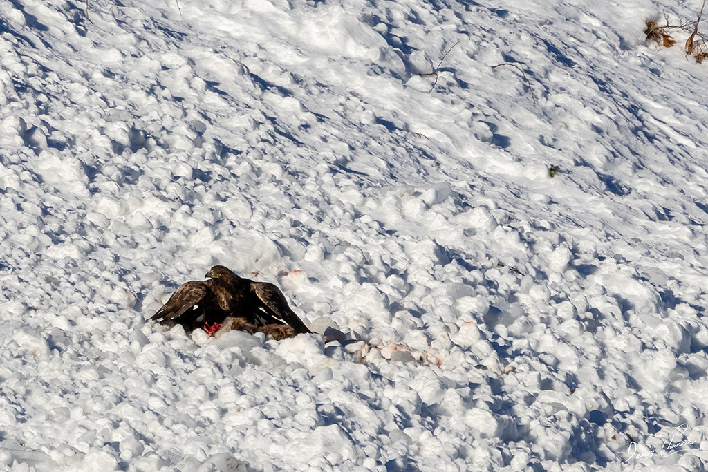 Aigle Royal entrain de se nourrir d'un renard mort dans une coulée d'avalanche dans la Vallée de Champagny-en-Vanoise