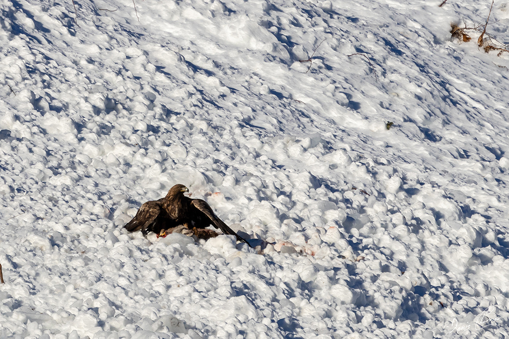 Aigle Royal entrain de se nourrir d'un renard mort dans une coulée d'avalanche dans la Vallée de Champagny-en-Vanoise