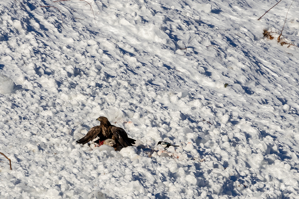 Aigle Royal entrain de se nourrir d'un renard mort dans une coulée d'avalanche dans la Vallée de Champagny-en-Vanoise
