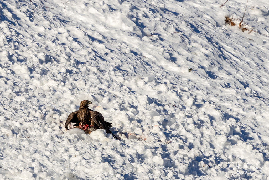 Aigle Royal entrain de se nourrir d'un renard mort dans une coulée d'avalanche dans la Vallée de Champagny-en-Vanoise