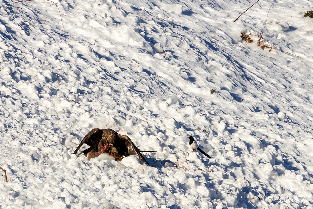 Aigle Royal entrain de se nourrir d'un renard mort dans une coulée d'avalanche dans la Vallée de Champagny-en-Vanoise