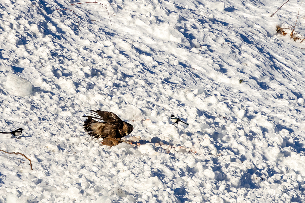 Aigle Royal entrain de se nourrir d'un renard mort dans une coulée d'avalanche dans la Vallée de Champagny-en-Vanoise